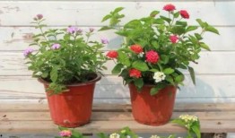 爆料梅州电梯事件视频最新